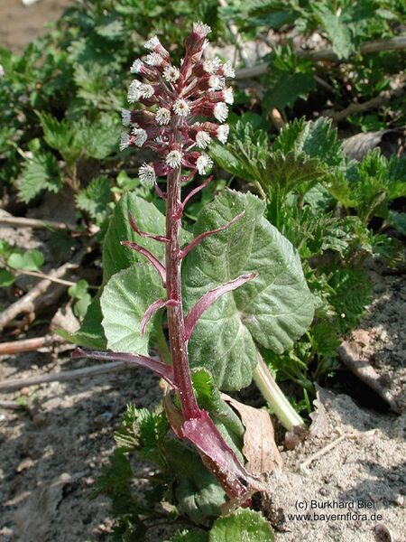 Datei:Petasites-hybridus Biel-1 BIB.jpg