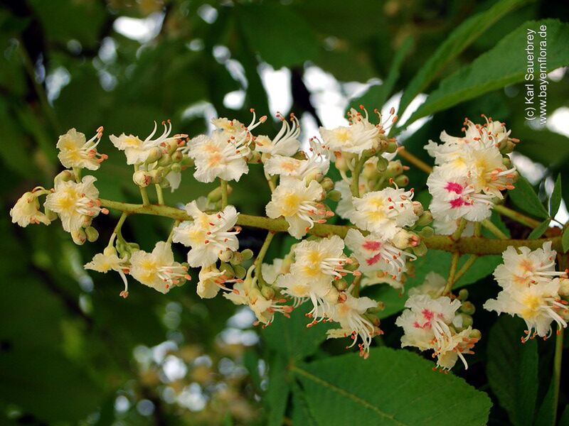 Datei:Aesculus-hippocastanum Sauerbrey-2 BIB.jpg