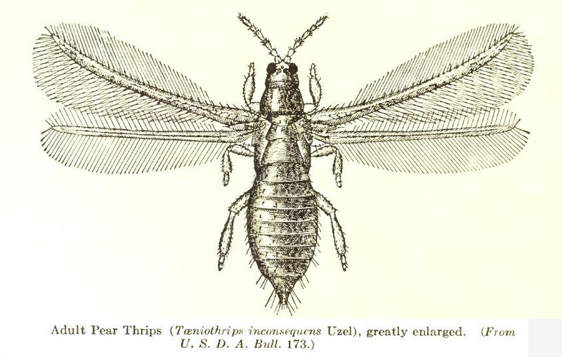 Datei:Thrips.jpg
