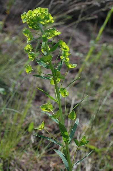 Datei:Euphorbia-virgata Meierott-1 BIB.jpg