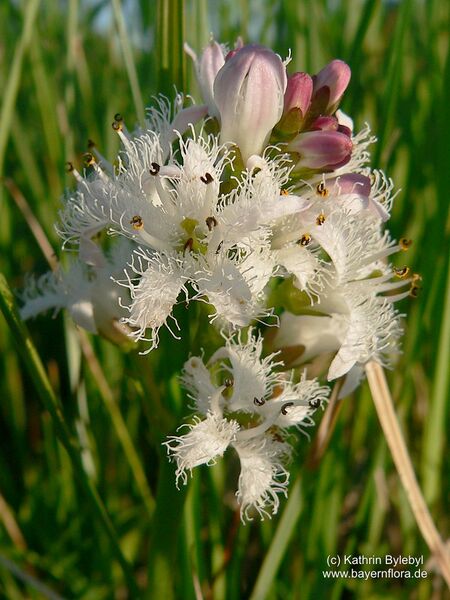 Datei:Menyanthes-trifoliata Bylebyl-1 BIB.jpg