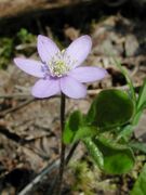 Hepatica nobilis Schreb.
