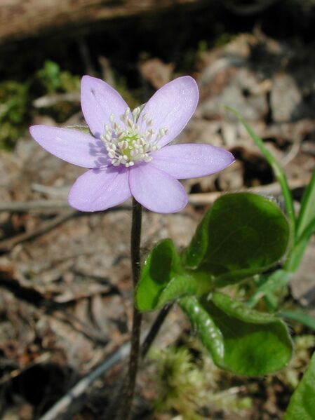 Datei:Hepaticanobilis-160404 Bi.jpg