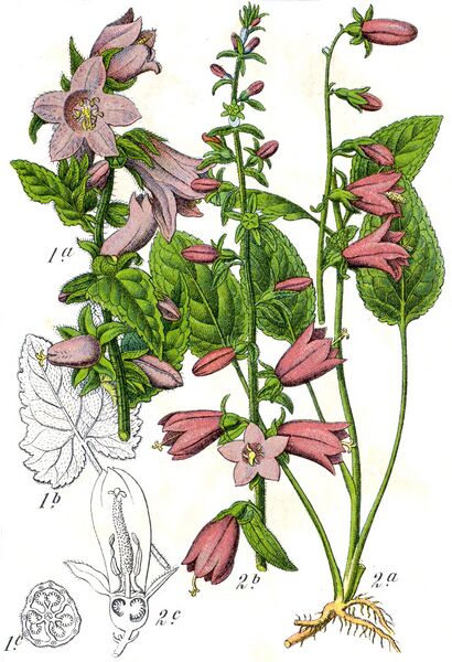 Datei:Campanula rapunculoides Sturm60.jpg