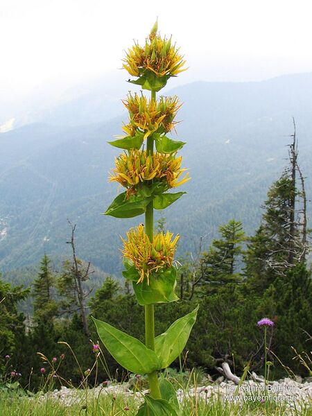 Datei:Gentiana-lutea-lutea.jpg
