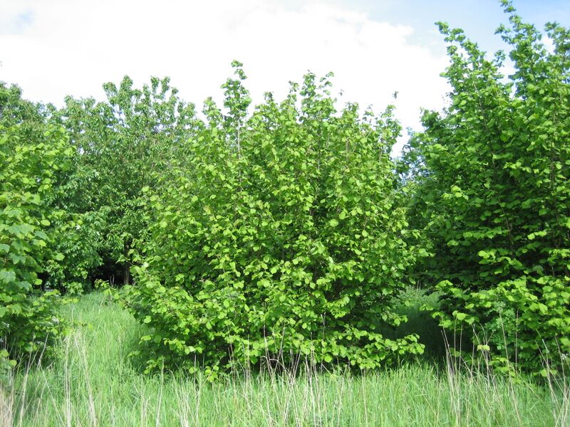 Datei:Corylus avellana shrub.jpg