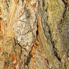 Puzzel zur Rinde Nr. 3