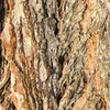 Puzzel zur Rinde Nr. 3