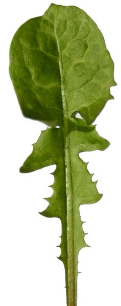 Datei:Dandelion-leaf.jpg