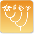 Datei:Icon Systematic.svg