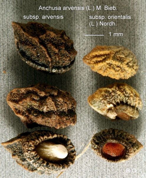 Datei:Anchusa-arvensis Otto-1 BIB.jpg