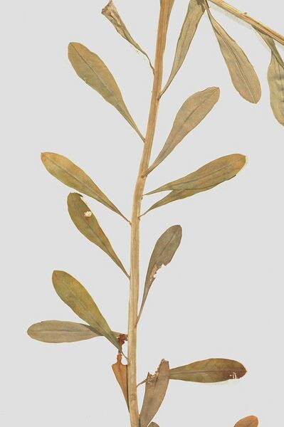 Datei:Euphorbia-esula Meierott-1 BIB.jpg