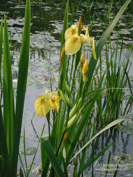 Datei:Iris-pseudacorus Biel-1 BIB.jpg