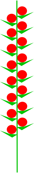 Datei:Inflorescences Spike Kwiatostan Kłos.png