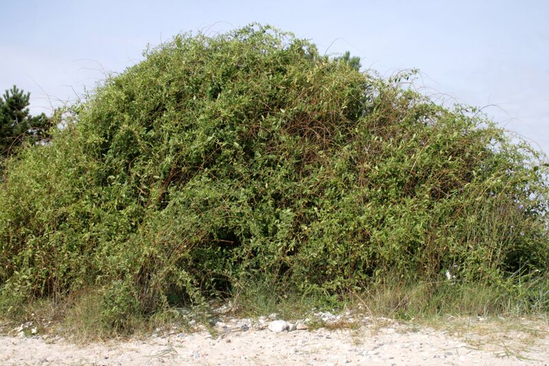 Datei:Lycium-barbarum-habitus.JPG