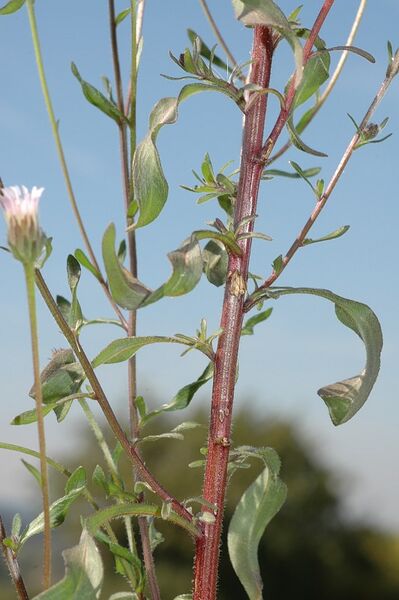 Datei:Erigeron-muralis Meierott-1 BIB.jpg