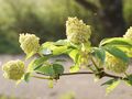 Sambucus racemosa