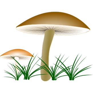 Datei:Determination logo fungi.svg