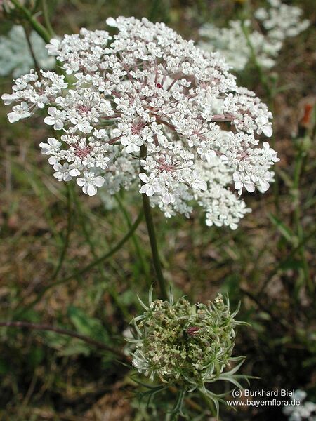 Datei:Daucus-carota-carota Biel-2 BIB.jpg